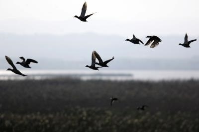 Día Mundial de las Aves Migratorias